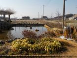 【松本自噴公園】池だけの公園
